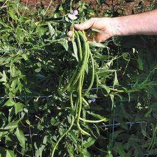 Park Seed Orient Wonder Yardlong Bean Seeds – Chinese Long Bean Variety, Tender 15–18 Inch Pods, Heavy Yields, Fast-Growing Vines for Vertical Gardening and Stir-Fries – Pack of 100