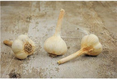 German Extra Hardy Garlic 2 Nice Sized Bulbs! Great for Fall Planting! Non GMO, Great for Harsh Winter Weather and Long Storage!