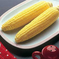 Park Seed Variety of Corn Seeds, Non-GMO Vegetable Seeds for Planting, Easy to Grow, Perfect for Harvesting, Bodacious Hybrid, Pack of 200