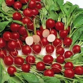 Radish Cherry Belle Great Heirloom Vegetable 600 Seeds