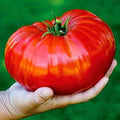 Seeds Red Giant Beefsteak Tomato - Heirloom Vegetable - GMO Free