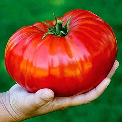 Seeds Red Giant Beefsteak Tomato - Heirloom Vegetable - GMO Free
