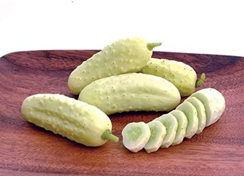 40+ Seeds Cucumber Angel - Vegetable White