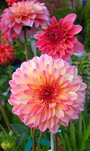 100+ Rare Mix Dahlia Flower Seeds - Easy to Grow Dahlia Flower Seeds. Grow Beautiful Dahlias