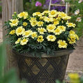 Park Seed Daisy Wheel Lemon Marigold Flower Seeds – Pale Yellow Frilly Single Blooms, Compact French Variety with Continuous Summer Color for Beds, Borders, and Containers – Pack of 25