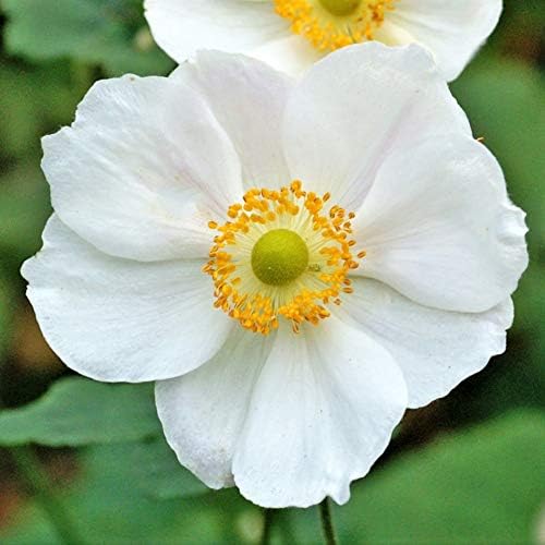 Easy to Grow Anemone Bride 20 Plant Bulbs - White Flowers in Spring, Full Sun Zones 8-10