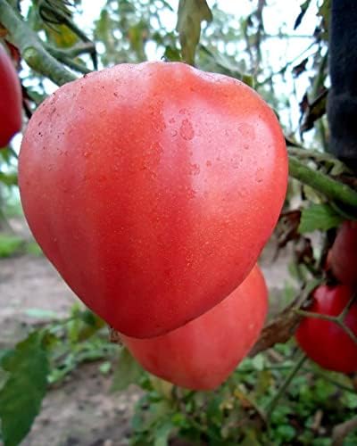 Seeds Vegetable Pink Bulls Heart Tomato - 30 Seeds