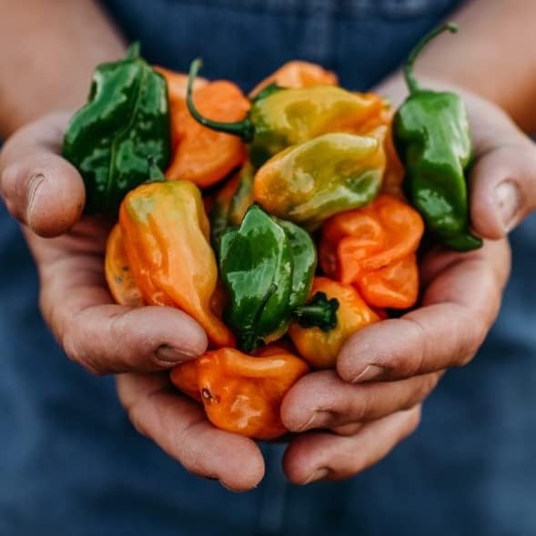 Orange Habanero Chili Pepper (Hot) - 25 Seeds - Heirloom & Open-Pollinated Chile Variety, Non-GMO Vegetable Seeds for Planting in The Home Garden, Thresh Seed Company
