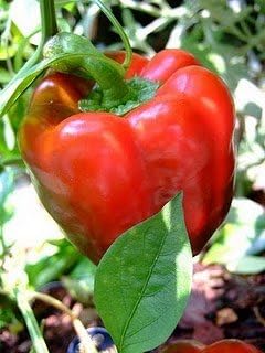 Pepper Sweet Big Red Great Heirloom Vegetable by Seed Kingdom (1 Oz Seeds)
