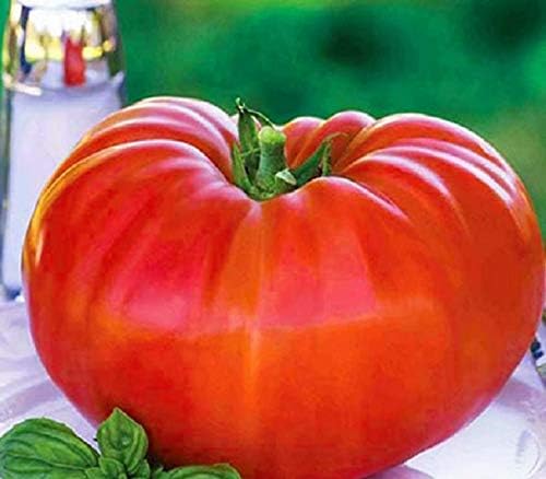 CEMEHA SEEDS - Seeds Giant Beefsteak Tomato Bear Paw Indeterminate Non GMO Vegetable for Planting