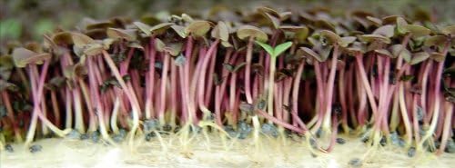 Purple Basil (Dark Opal) Microgreens Seeds - Non-GMO Bulk Seed for Growing Micro Herbs, Indoor Gardening, Herb Garden, Micro Greens (4 Oz)