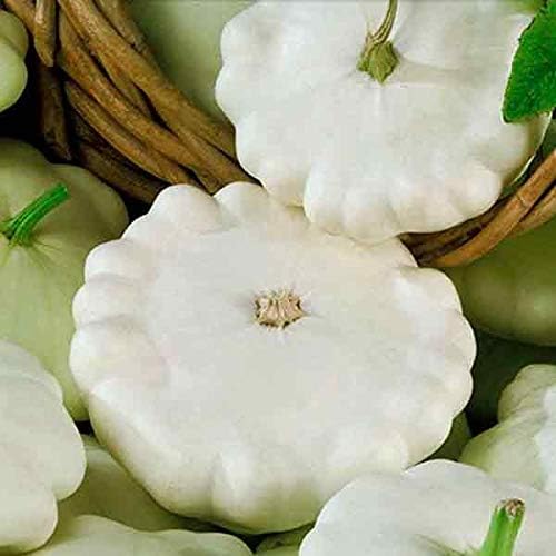 NIKA SEEDS - Seeds Vegetable White Patty Pan Squash Scallop Zucchini - 30 Seeds
