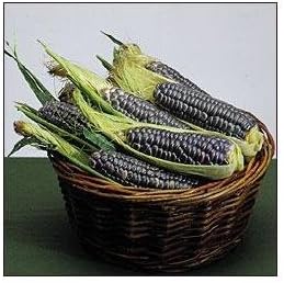 Corn Blue Hopi Ornamental Great Heirloom Vegetable by Seed Kingdom 100 Seeds