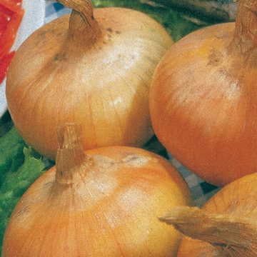 Park Seed Yellow Granex Hybrid 33 Onion Seeds – Famous Vidalia-Type Sweet Onion, Short-Day Variety for Mild Climates, Sugary Flavor, Early Maturing and Easy to Grow – Pack of 200 Seeds