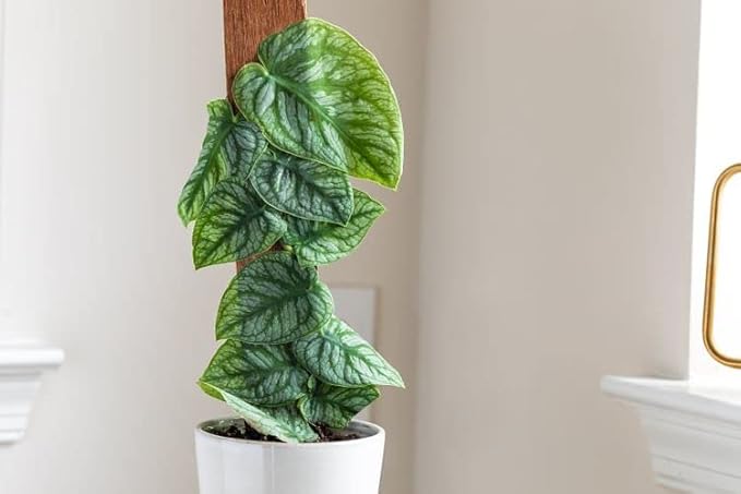 Gardenera Monstera Dubia Potting Soil - Unique Formulation for Healthy Plant Development - 3 Quart