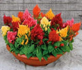 Park Seed Celosia Flower Plant Seeds, Easy to Grow, Perfect for Spring Garden, Rainbow Sherbert, Pack of 50