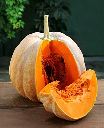 NIKA SEEDS - Seeds Vegetable Pumpkin Pumpkin East (Cucurbita Maxima) - 5 Seeds