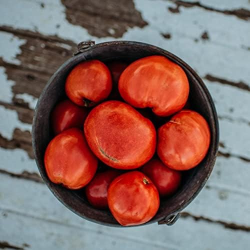 Dark Pink Oxheart Tomato - 50 Seeds - Early Heirloom Tomato Variety, Great for Slicing & Canning, USA-Grown, Non-GMO Vegetable Seeds for Planting Outdoors in The Home Garden, Thresh Seed Company