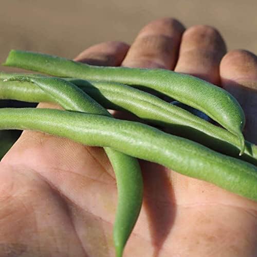 Park Seed Whopper Bush Bean Seeds – Easy-to-Pick Snap Variety with Stringless Pods, High-Yield Mid-Season Crop, Container Friendly and Low Maintenance Spring Vegetable – Pack of 100