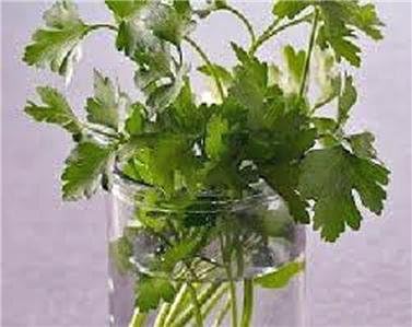 Cilantro, Slow Bolt Seeds, Herb, NON-GMO, 50 seeds per package