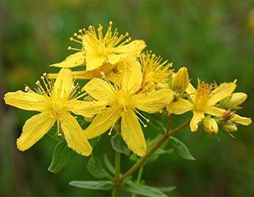 FUN AND GROW SEEDS: Seeds St. John's Wort Herbs Non GMO Heirloom