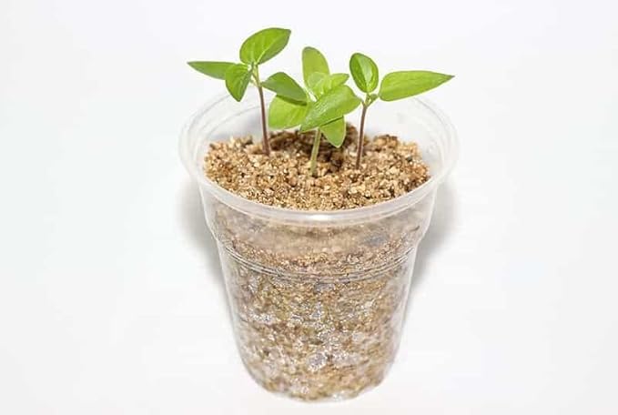 Gardenera 50/50 Perlite Vermiculite Blend - Unlock The Secret to Thriving Plants with Superior Drainage and Moisture Retention - 2 Quart