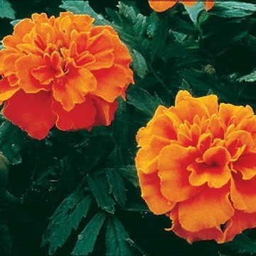 Park Seed Janie Deep Orange Marigold Flower Seeds – Early-Blooming 2-Inch Blooms on Compact 8-Inch Plants, Heat-Tolerant, Nematode-Repelling, Great for Edging, Borders, or Containers – Pack of 50