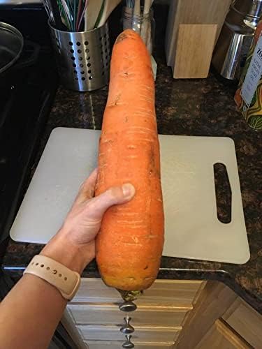KIRA SEEDS - Seeds Carrot Red Giant - Heirloom Vegetable - GMO Free