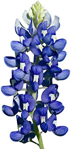 Texas Bluebonnets - Approximately 100 Seeds .1 Oz - Texas State Flower