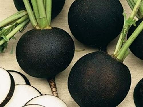 CEMEHA SEEDS - Black Radish Non GMO Vegetable for Planting