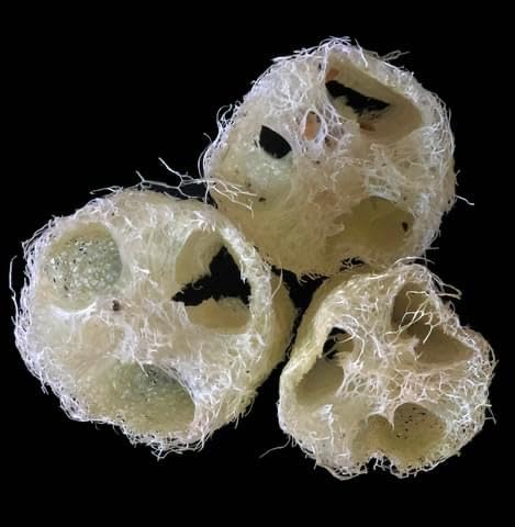 Organic Luffa Gourd Seeds (Luffa acutangula) 10 Seeds (0.2 Grams) - Loofah, Loofa, Luffah Gourd - Edible and Grow to Make Your Own Sponges - Sponge Gourd Seeds by Smoke Camp Crafts