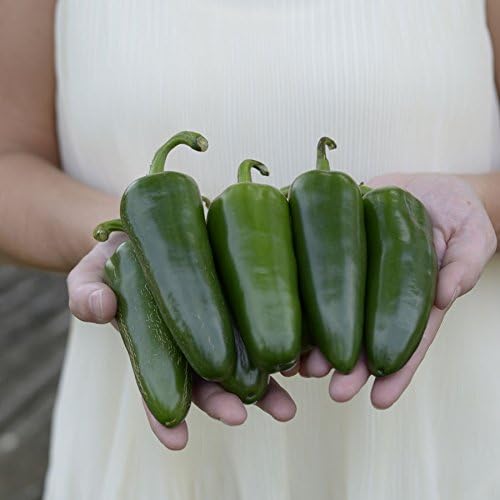 Park Seed Park's Whopper Jalapeño Pepper Seeds – Large, Spicy 2.6 oz Peppers, 2100–2500 Scovilles, High-Yielding and Disease Resistant, Great for Salsas, Pickling, and Grilling – Pack of 15 Seeds