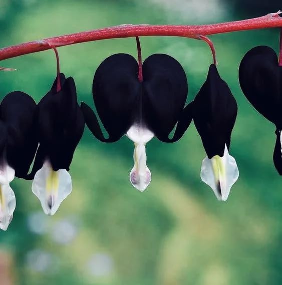 100 Bleeding Heart Seeds - Elegant Heart-Shaped Hanging Blooms, Cold & Shade-Tolerant Garden Flowers, Spring-Blooming Perennials, Perfect for Shady Areas