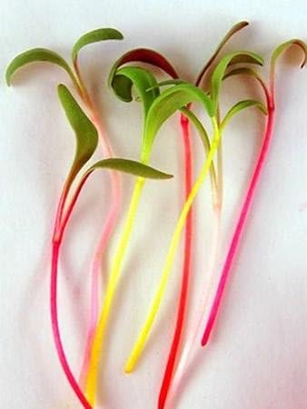 Rainbow Swiss Chard Seeds: 1 Lb - Vegetable Garden & Micro Greens Seeds - Non-GMO Seeds for Indoor & Outdoor Gardening