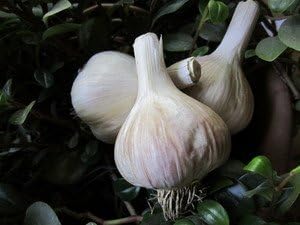 German Extra Hardy Garlic 2 Nice Sized Bulbs! Great for Fall Planting! Non GMO, Great for Harsh Winter Weather and Long Storage!