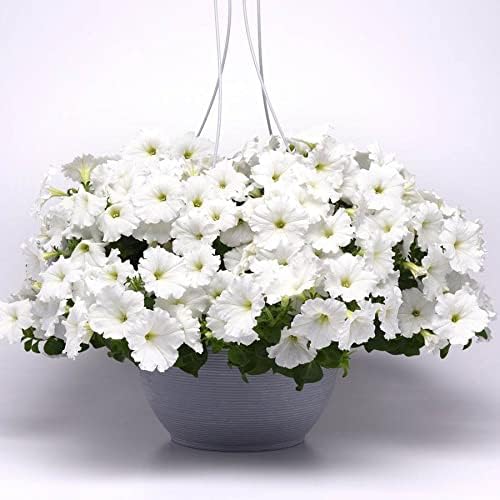 Park Seed Easy Wave White Petunia – Early Blooming, Dome-Shaped Spreading Variety with Fragrant White Flowers, Ideal for Baskets, Containers, or Groundcover in Full Sun – Pack of 10