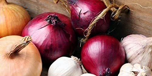 Multicolor Onion Seed Mx Allium Cepa 200+ Seeds Garden Seeds for Planting Vegetables