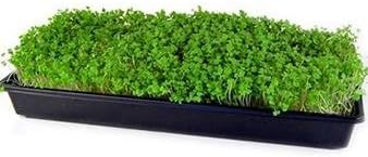Turnip Garden Seeds - Purple Top White Globe - 5 Lb Bulk - Non-GMO, Heirloom Vegetable Garden & Microgreens Seeds