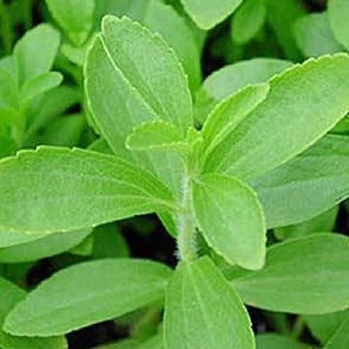 50 Seeds / Organic Stevia Rebaudiana Sweet Leaf Sugar Herb Flower Seeds