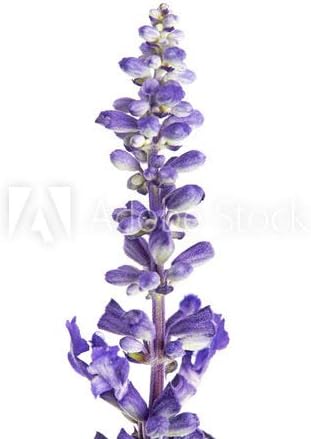 Blue Sage Seeds - Valuable Garden Salvia Flower - 2000 Seeds