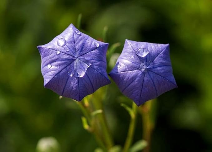 Balloon Flower Seed Mix White and Blue Japanese Bellflower 100 Seeds for Planting