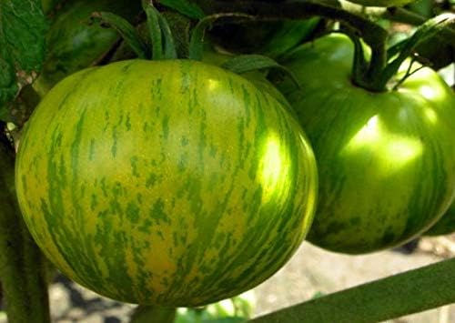 KIRA SEEDS - Seeds Green Zebra Tomato - Heirloom Vegetable - GMO Free
