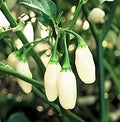 Pepper HOT White Habanero BULK 500 Seeds Great Heirloom Vegetable