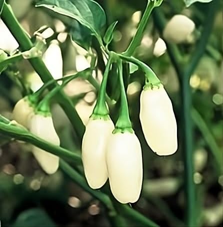 Pepper HOT White Habanero BULK 500 Seeds Great Heirloom Vegetable