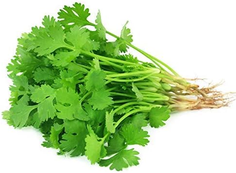 Organic Cilantro Seeds – 3g (~215 Seeds)