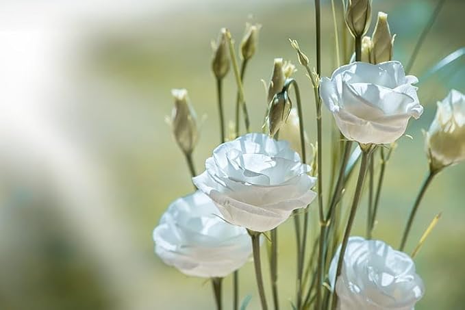 Park Seed Lisianthus Flowering Planting Seeds, Easy to Grow, Variety of Colors and Sizes, Spring Garden, Charisma White, Pack of 25