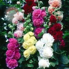 Hollyhock Double Flower Seed Mix Multicolor Terry Mallow Malva Alcea Rosea Climbing Rose 30+ Seeds for Planting Garden Flower Seeds