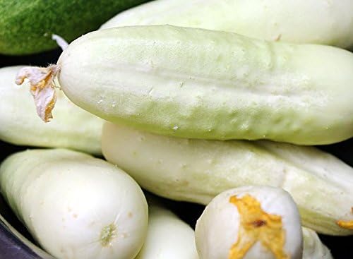 30 White Wonder Sweet Cucumber Seeds, Heirloom Non-GMO, a.k.a. Albino, Ivory King, Jack Frost, Landreths White Slicing, Cucumis sativus, from USA