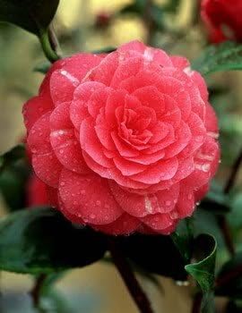 100 Mixed Colors Double Camellia Impatiens (Balsam/Lady Slipper/Touch Me Not) Impatiens Balsamina Flower Seeds