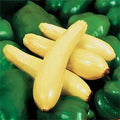 Park Seed Enterprise Hybrid Squash Seeds – Widely Adapted Straightneck Variety, High Yield and Great Holding Power, Mild Creamy-Sweet Flavor, Vigorous Bush Plants for Multiple Harvests, Pack of 250